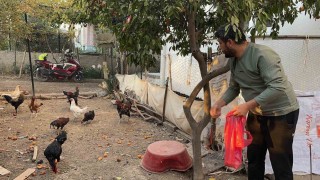 Sahibinin Yetiştirmek kolay değil dediği mavi yumurtlayan 5 tavuğu tişörtün içerisine koyarak çaldı