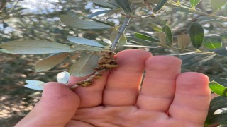 Salihlide üreticilere zeytin dal kanseri uyarısı