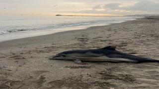Samsun sahiline ölü yunus vurdu
