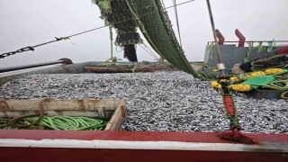 Samsunda 1 milyon 843 bin 550 kilo hamsi denetlendi