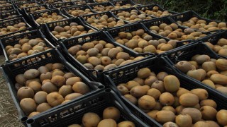 Samsunda ‘2025 Yılı Kivi Hasat Etkinliği