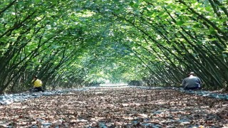 Samsunda 63 yatırımcıya fındık hasat filesi hibesi