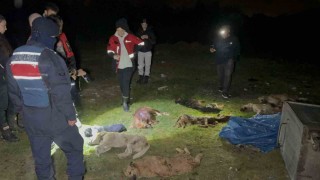 Samsunda çöp konteynerinde 9 telef olmuş köpek bulundu