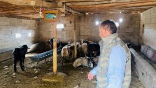 Şanlıurfada başıboş köpek dehşeti: 5 koyun telef oldu