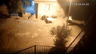 Şanlıurfada sırtlanlar tavuk kümesine girdi: Horoz ve tavukları çaldı
