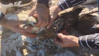 Şanlıurfada yaralı halde bulunan kızıl şahin jandarmaya teslim edildi