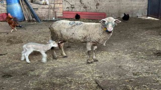 Şapa karşı hayvanlara küflü domates yedirmeyin, idrar içirmeyin uyarısı