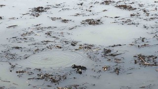 Sapanca Gölünden sonra bir korkutan görüntü de Efteni Gölünde oluştu