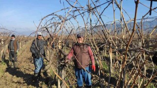 Sarıgölde bağ budama işçi ücretleri belli oldu