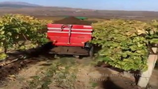 Sarıgölde bağlara kışlık doğal gübre verilmeye başlandı