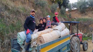 Sarıgölde örtü toplama işlerinde yoğunluk