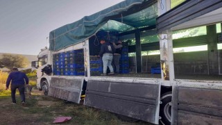 Sarıgölde örtüaltı üzüm hasadı devam ediyor