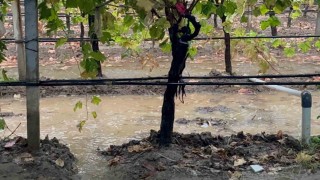 Sarıgölde özlenen yağışlar çiftçinin yüzünü güldürdü