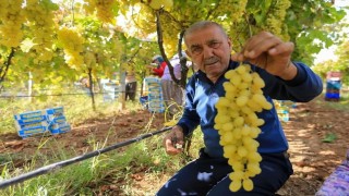 Sarıgölde üzüm fiyatları dibe vurdu