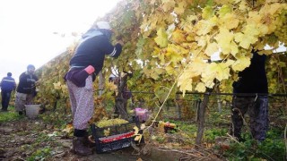 Sarıgölde üzüm hasadı aralıksız sürüyor