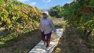 Sarıgöldeki bağlarda örtü toplama mesaisi başladı