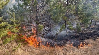 Sarıkamış ormanlarında örtü yangını