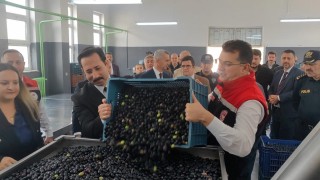 Şarköyde zeytin hasadı yapıldı