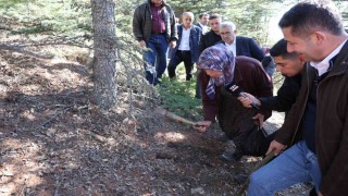 Sedir mantarının geleceği için uyarı: Her mantar toplanmaz