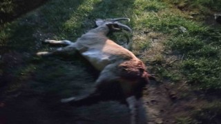 Seydişehirde kaçak yaban keçisi avına 1 milyon 880 bin TL ceza