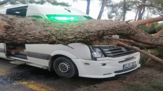 Seyir halindeki minibüsün üstüne ağaç devrildi