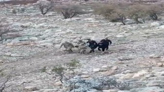 Siirtte araç şarampole yuvarlandı: 1i ağır 4 yaralı