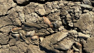 Siirtte balık teleflerine karşı gölete 150 tonluk su takviyesi