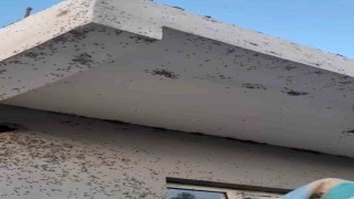 Siirtte bir evin dış cephesini sinekler istila etti