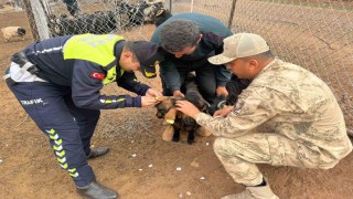 Siirtte hayvan kazalarının önlenmesi için sürüye reflektif bant takıldı