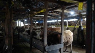 Şilede şap alarmı: 3 köy karantinada, 18 mahalle gözetim altında