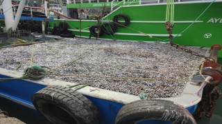 Sinopta hamsi denetimleri