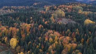 Sinopta sonbaharda renk cümbüşü yaşanıyor