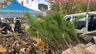 Sinopta vatandaşlara fidan dağıtıldı