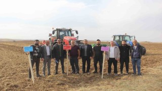 Sivasta 5 farklı ekmeklik buğday, pilot bölgede toprakla buluşturuldu