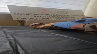 Sivasta bitkin halde bulunan şahin, yeniden doğaya salındı