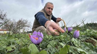 Soğuk ve yağışlı hava ‘dünyanın en pahalı baharatında hasat süresini uzattı