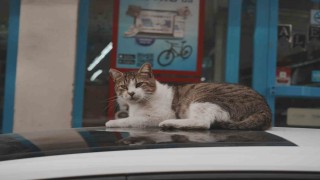 Sokak kedilerinin market mesaisi