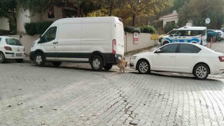 Sokak köpekleri ilçenin kabusu oldu: Otomobile 108 bin TLlik zarar verdiler