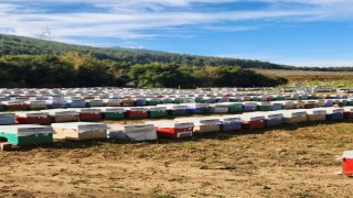 Sökede arılı kovan tespiti yapıldı