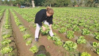 Sökede gıda güvenliği için marul tarlalarında numune alındı