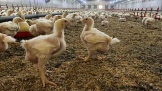 Sökede üreticilere Kuş Gribi riski uyarısı
