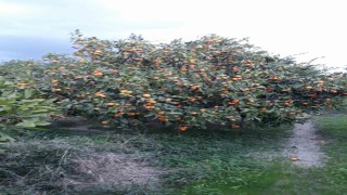 Sökede zararlı popülasyonunda artış görüldü