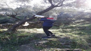 Sökede zeytin sineği mücadelesi devam ediyor