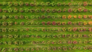 Sonbaharın renk cümbüşü Uludağ eteklerinde