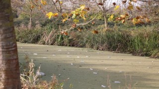 Su kanalı adeta çöplüğe döndü: Vatandaş Karasu Belediyesini göreve çağırdı