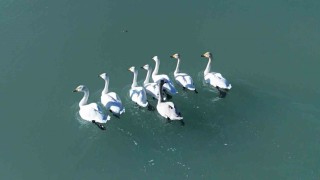 Süphan Dağı manzarasında kuğu dansı