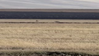 Susuzda kurt sürüsü görüntülendi