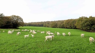 Süt otu desteği meraları yeşertti, maliyetleri düşürdü