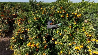 Tarım işçilerinin grevi mandalinayı dalında bıraktı: Kilosu 3 liraya kadar geriledi