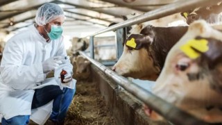 Tarım ve Orman Bakanlığı: “Şap Hastalığı (SAT1) Kontrol Altında!”